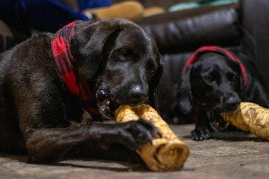 Redbarn Beef Cheek Rolls in a dog-chew scene showing active chewing