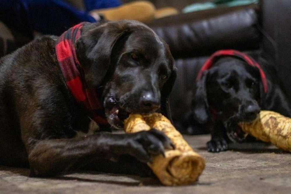 Redbarn Beef Cheek Rolls in a dog-chew scene showing active chewing
