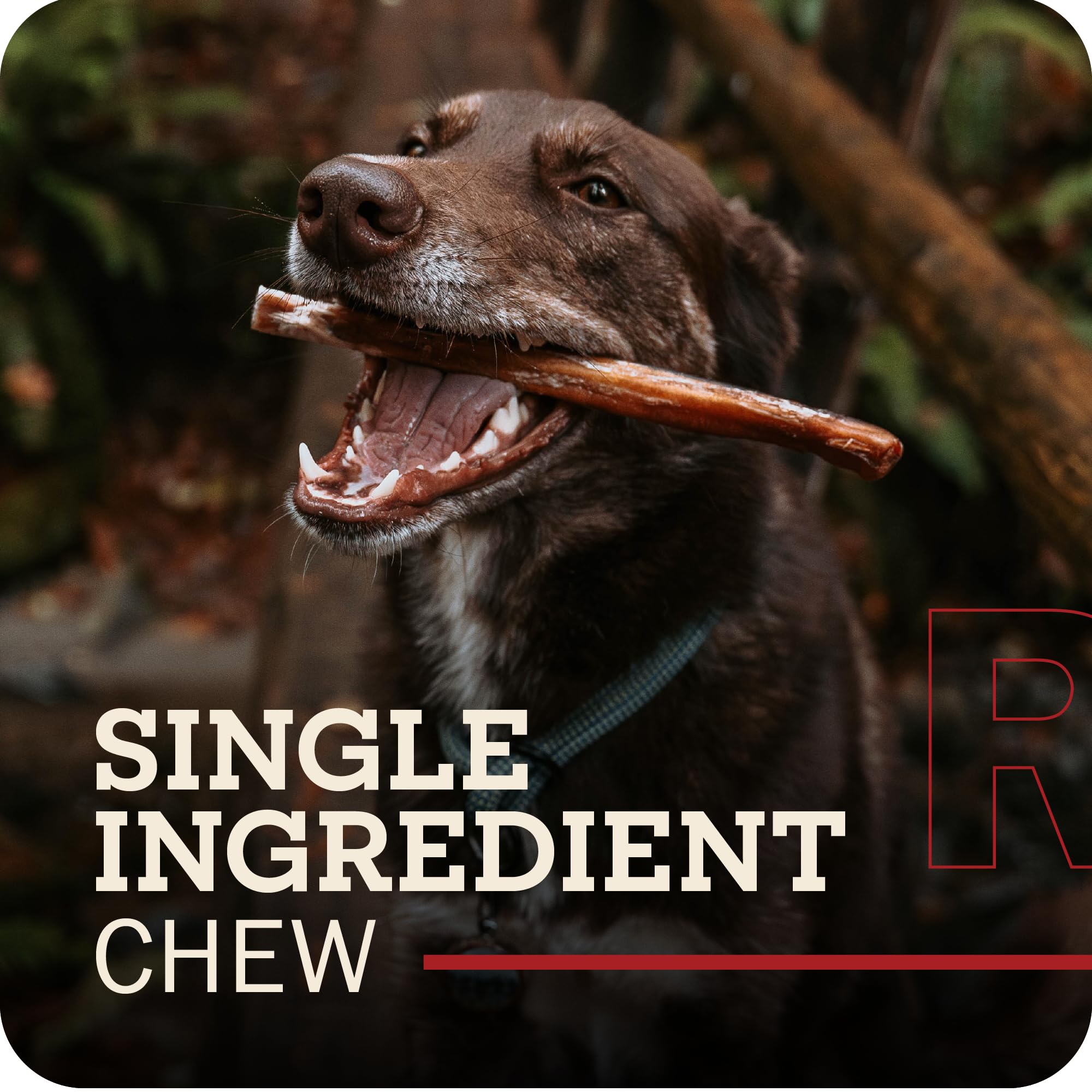 Redbarn bully sticks 4-5 inch for medium dogs, satisfying chews with stress relief potential.