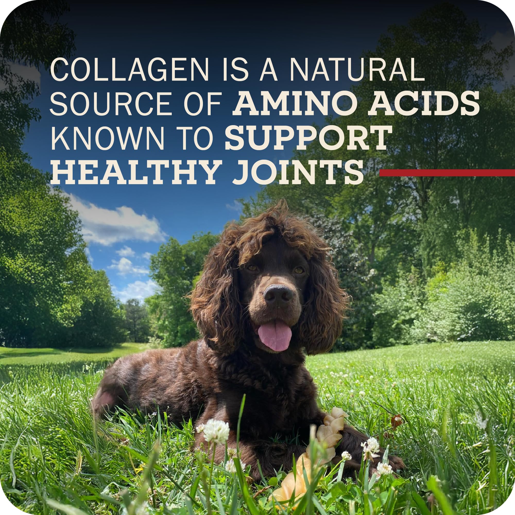 Redbarn Collagen Sticks glossy beef flavor close-up.