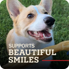 Redbarn Collagen Sticks packaging case highlights value and long-lasting chews.