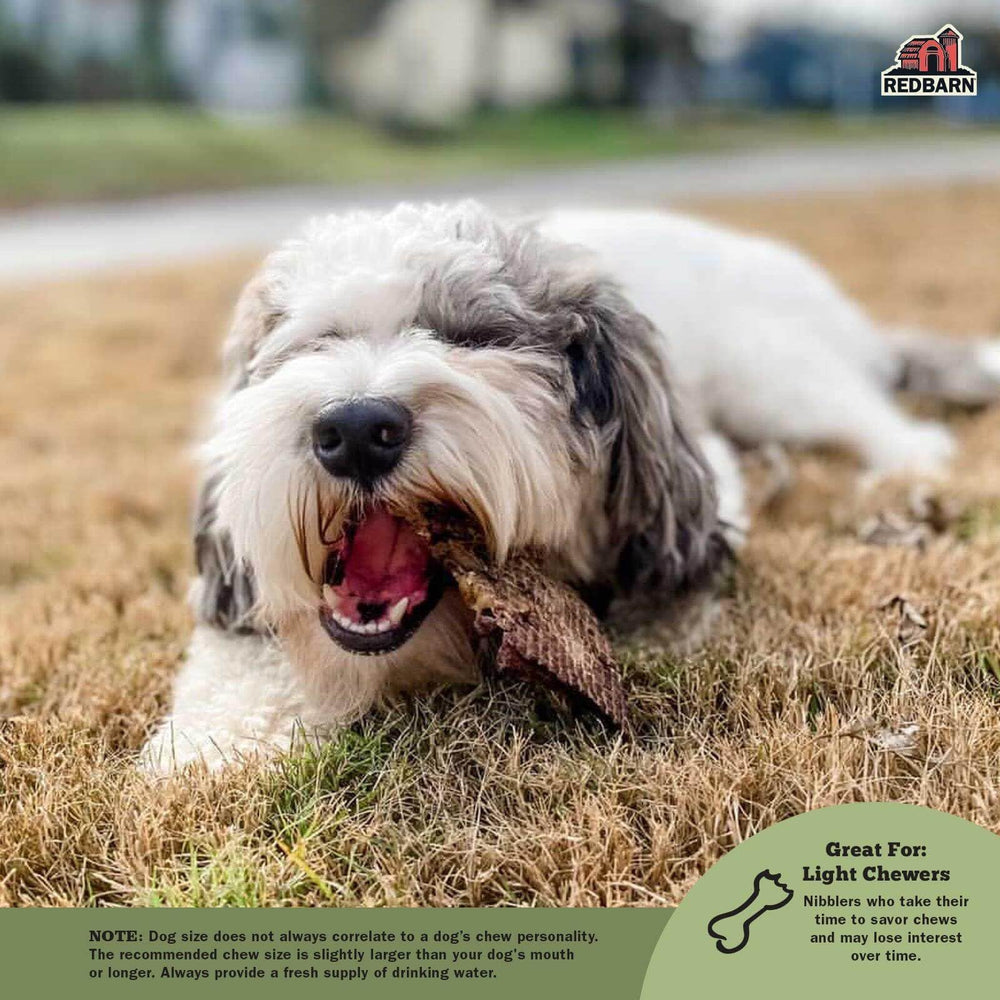 Redbarn Lamb Lung Filets crispy texture supports enjoyable training rewards.