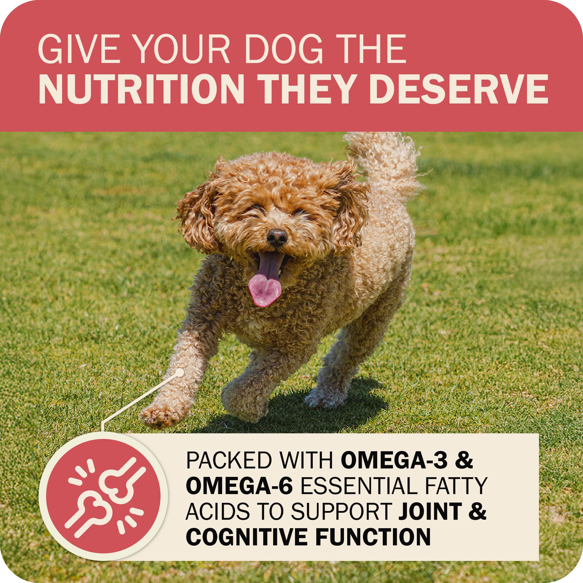 Redbarn Powerfood Fusion prebiotics and probiotics support gut balance