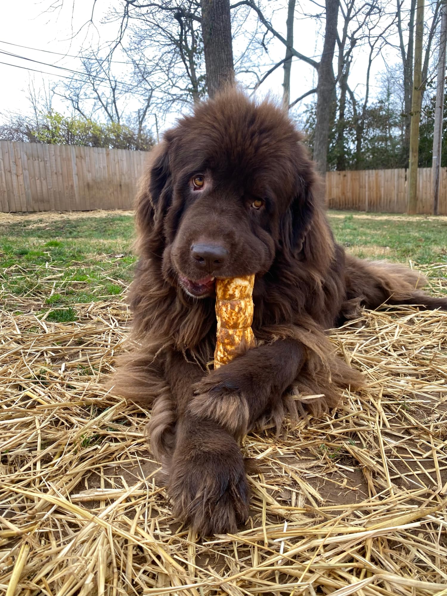 Redbarn QA tested product for dog safety during chewing sessions