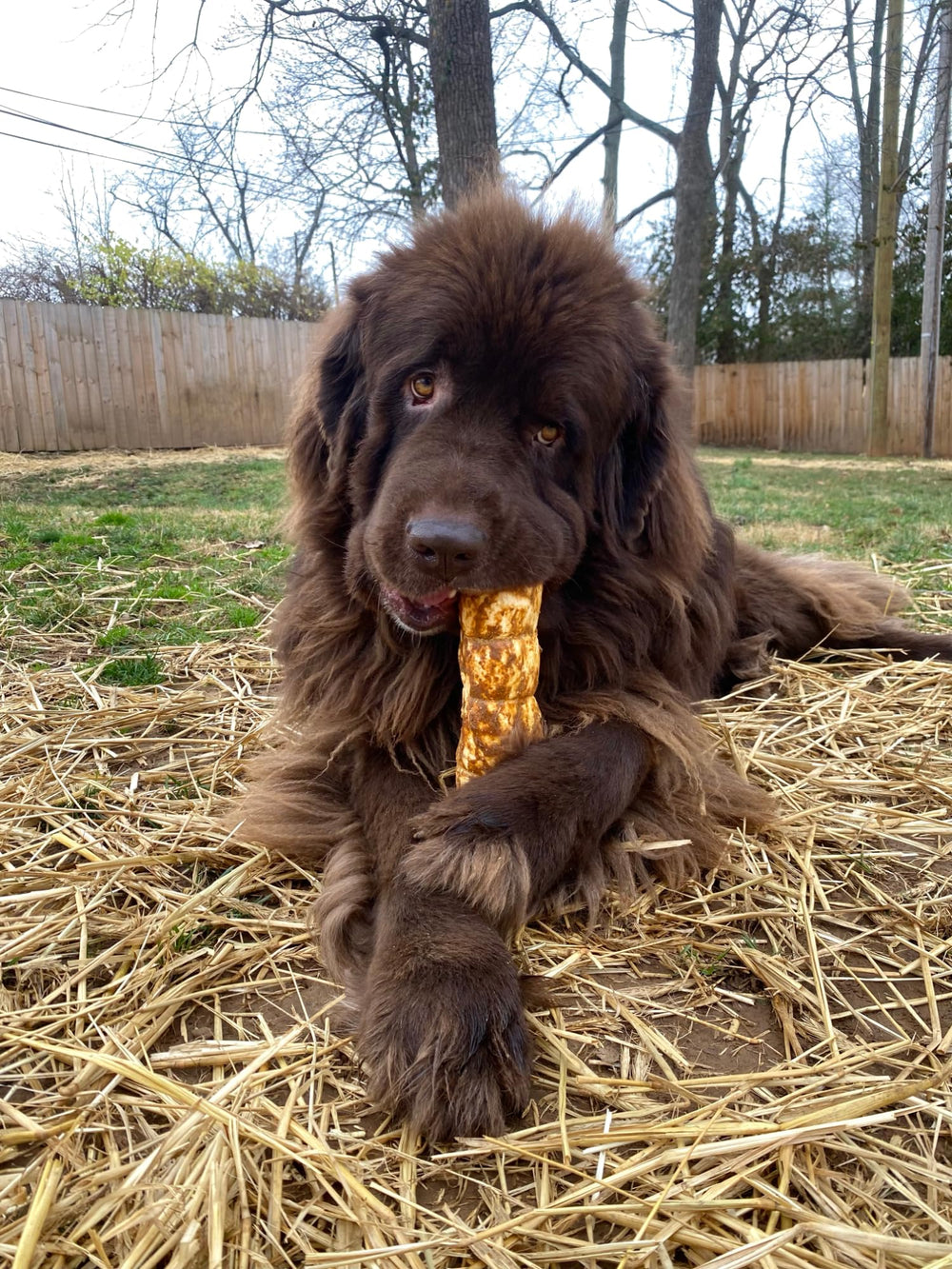 Redbarn QA tested product for dog safety during chewing sessions