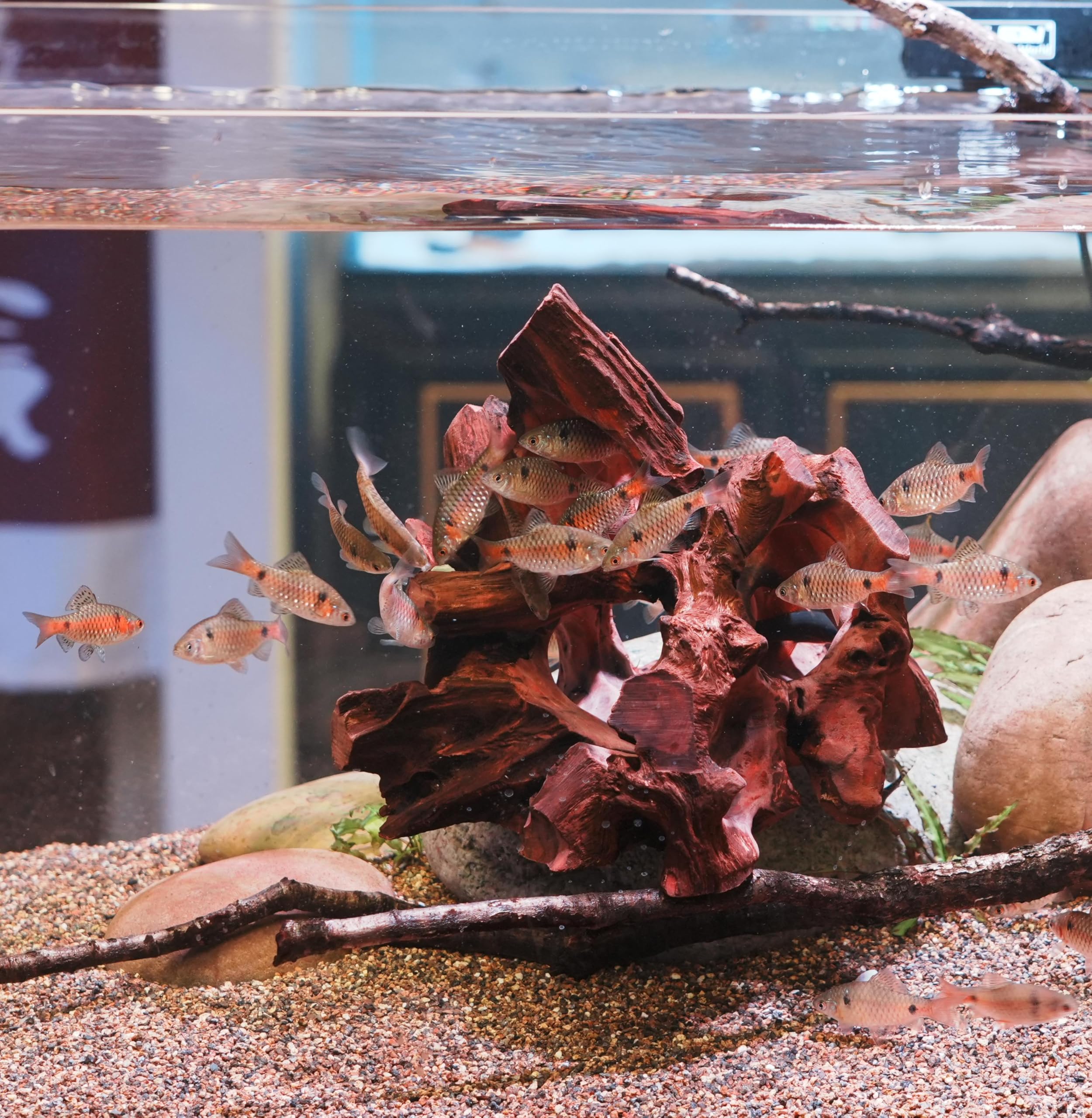 RedFeiyang large cave suitable for 10 gallon tanks and up