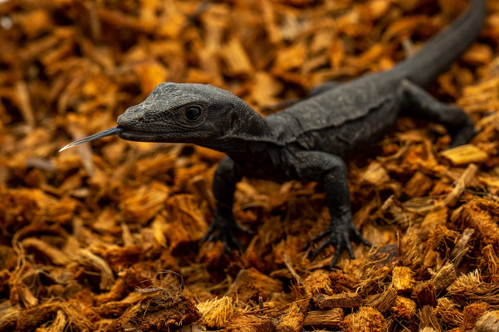 RediChip bioactive base with ReptiEarth compatibility in enclosures