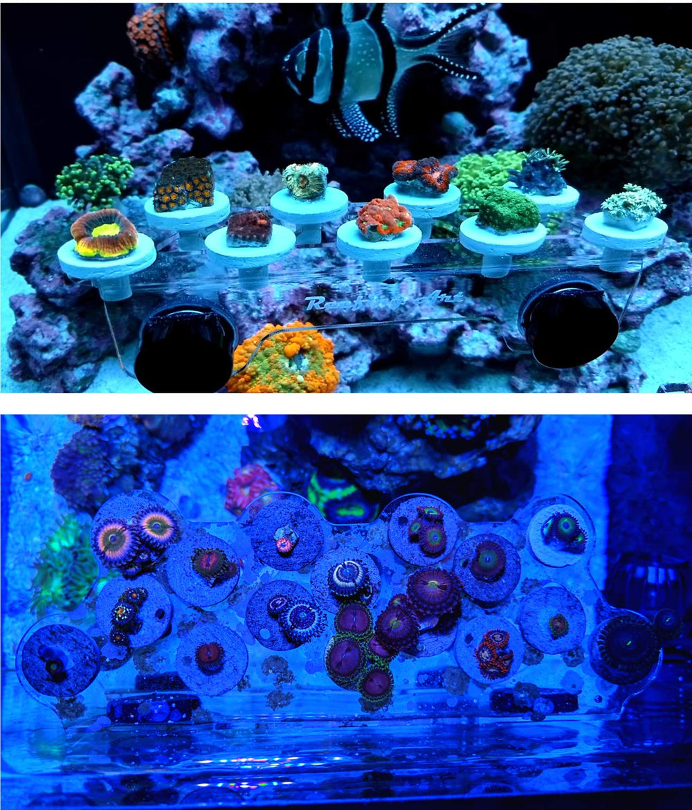 Reefing Art 1/2-inch frag holes fit plugs for versatile tank organization.