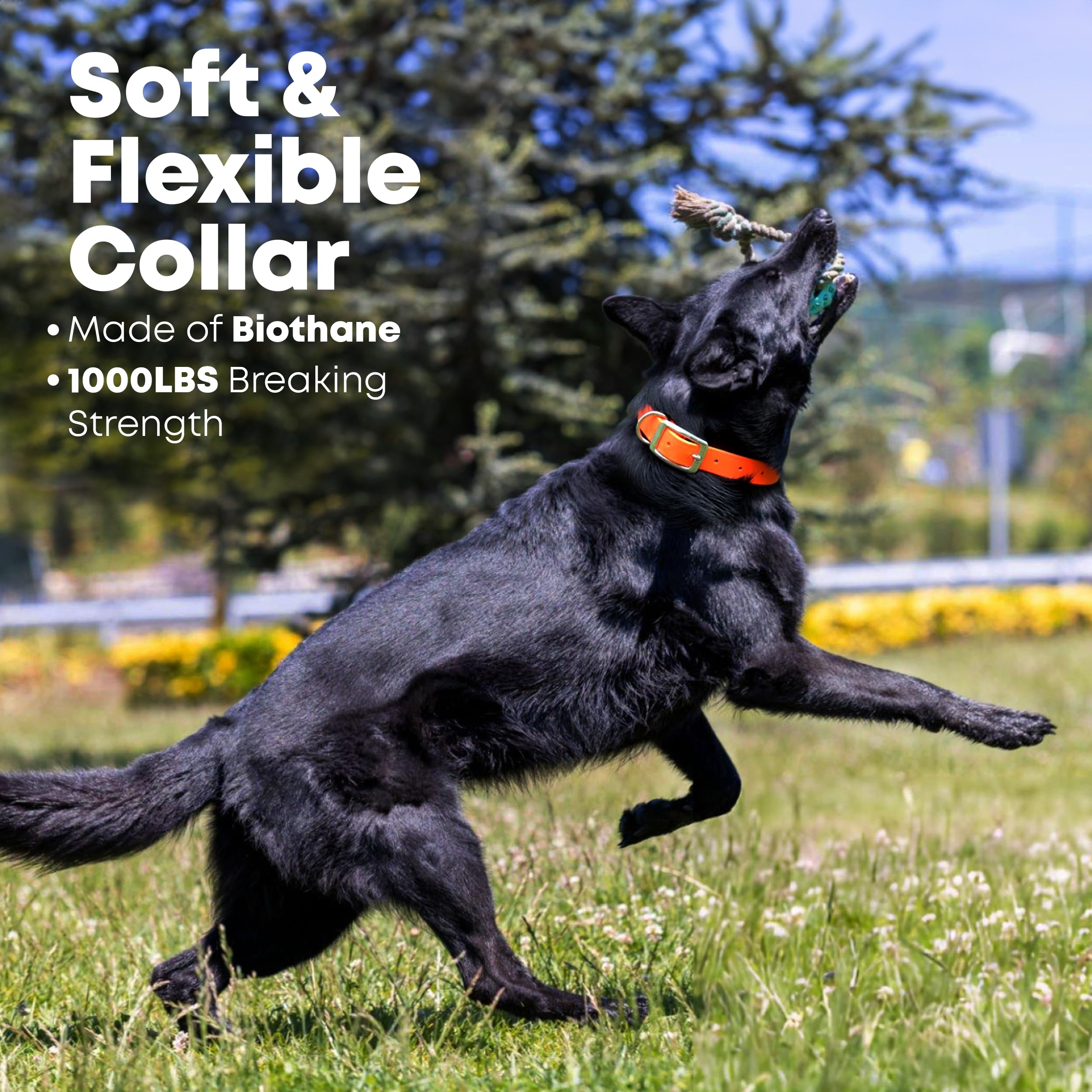Regal Dog orange collar adjustable for a custom fit from 13 to 23 inches