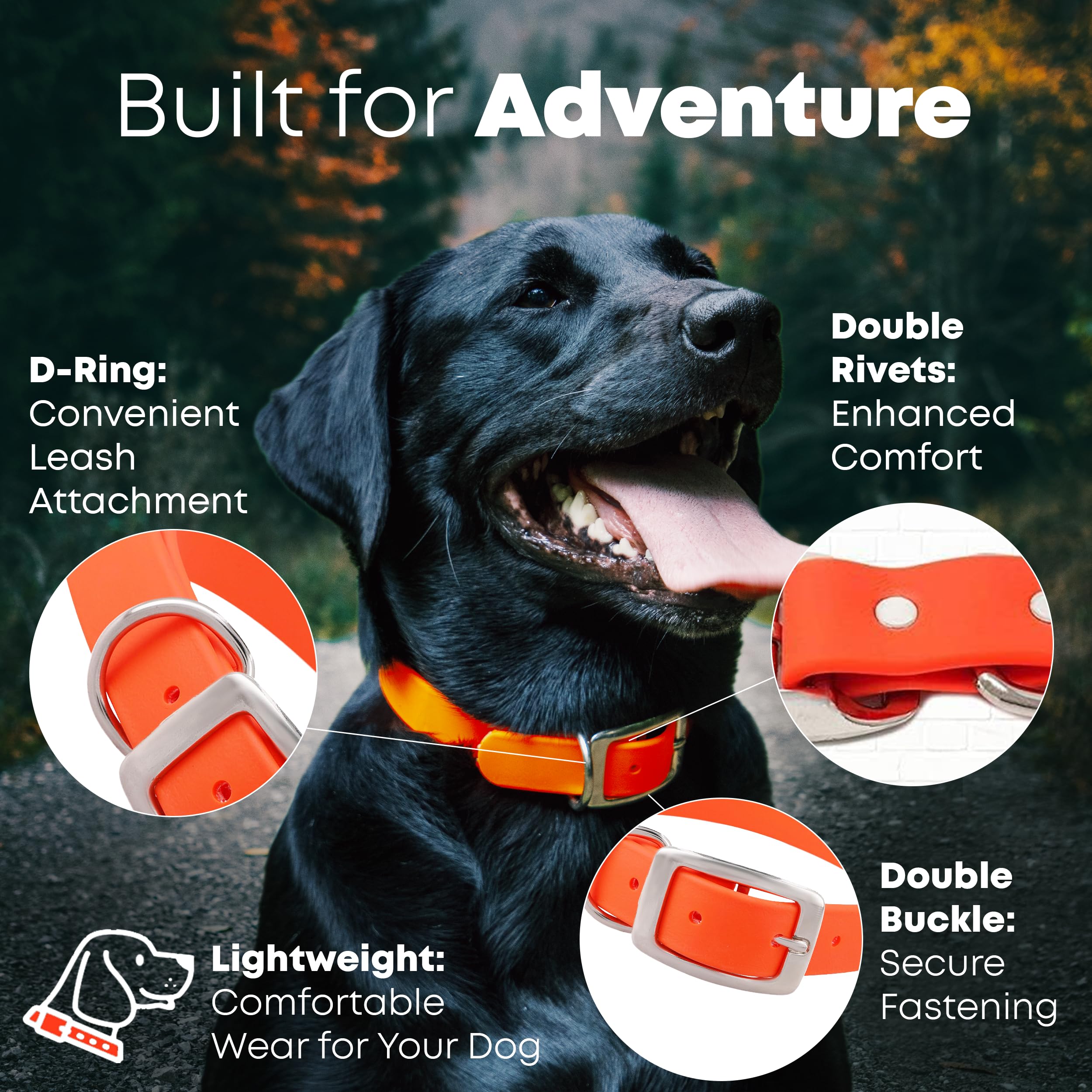 Regal Dog orange collar with heavy-duty double buckle for durability