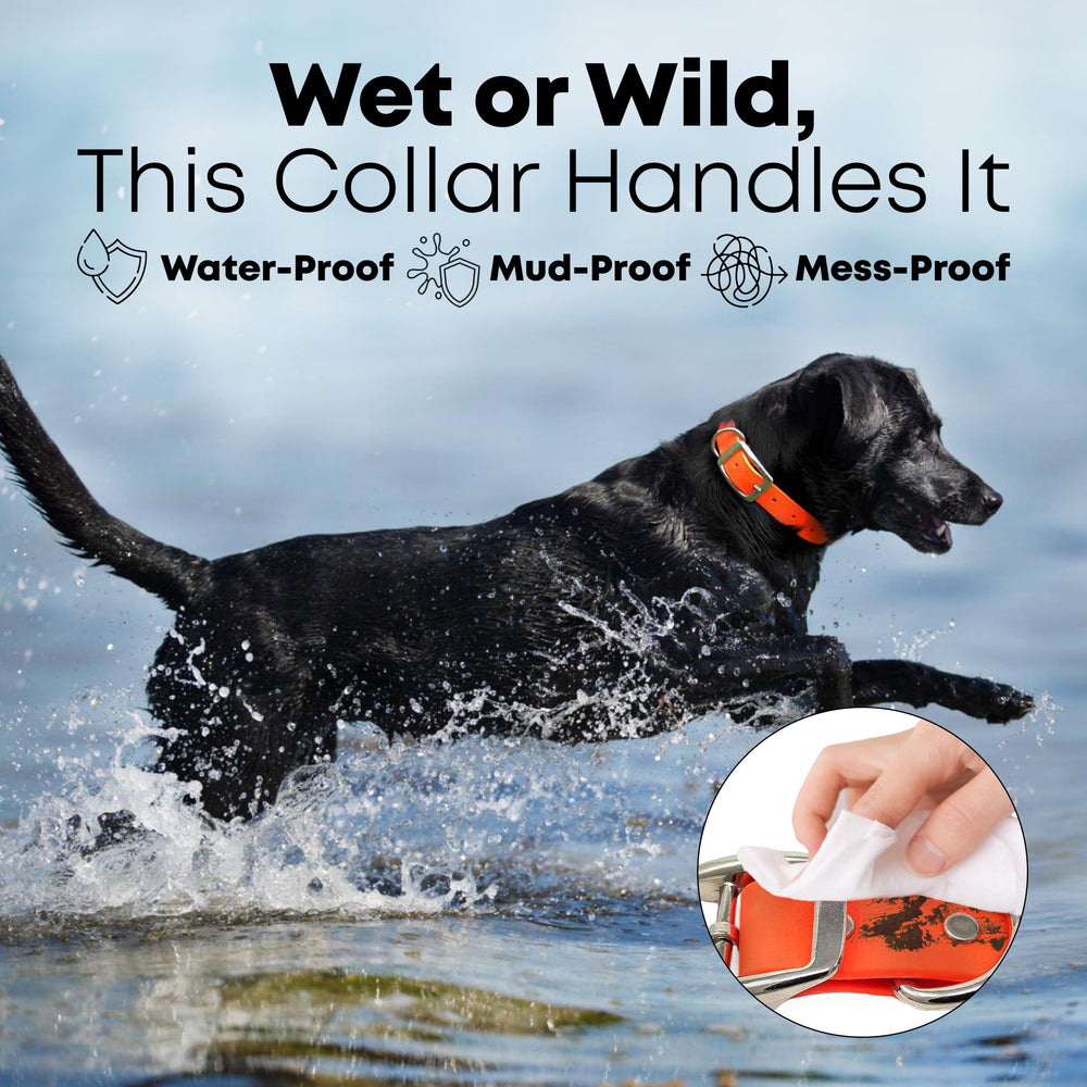 Regal Dog orange vinyl-coated waterproof collar resists moisture and dirt