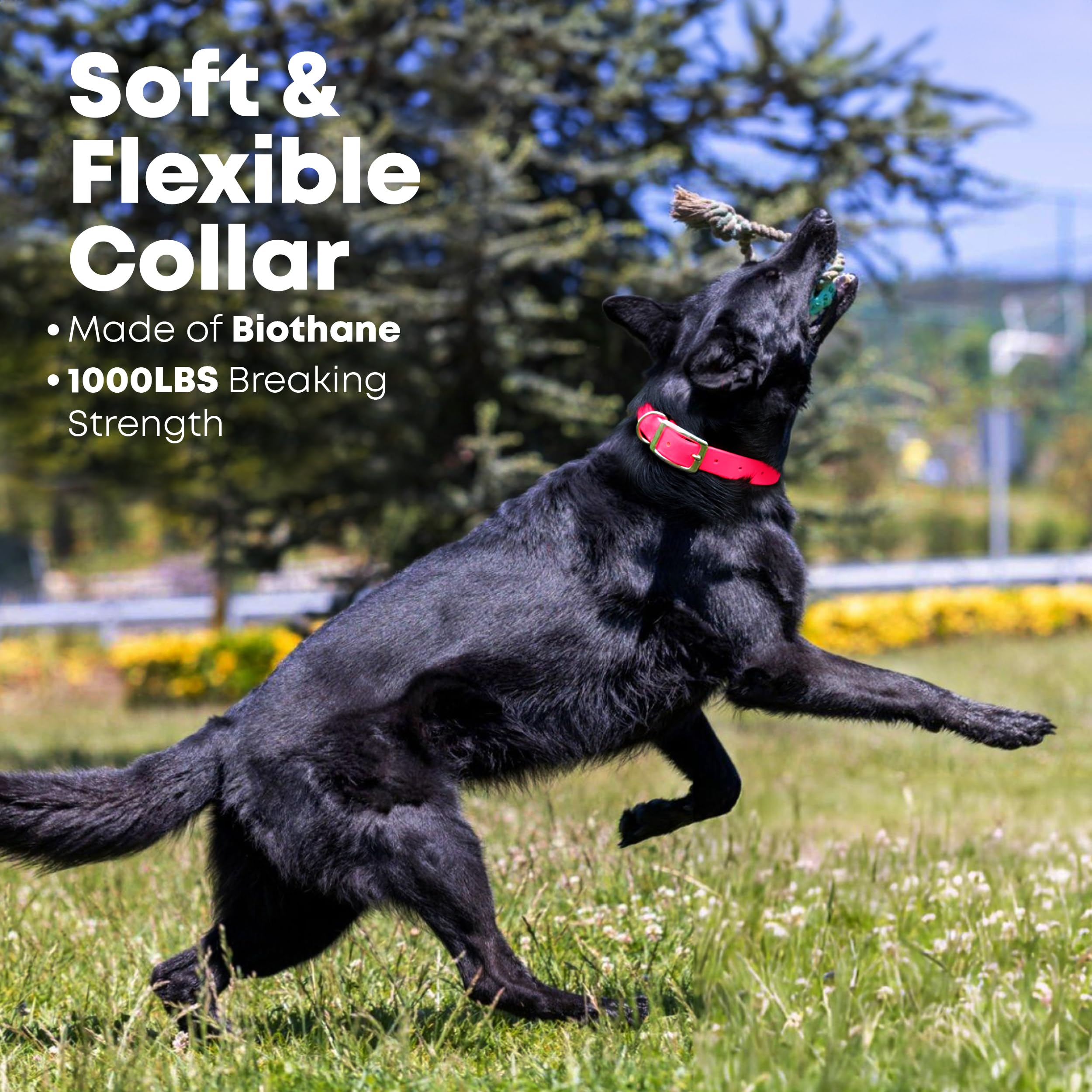 Regal Dog Products chew-resistant collar for active dogs during play and training.
