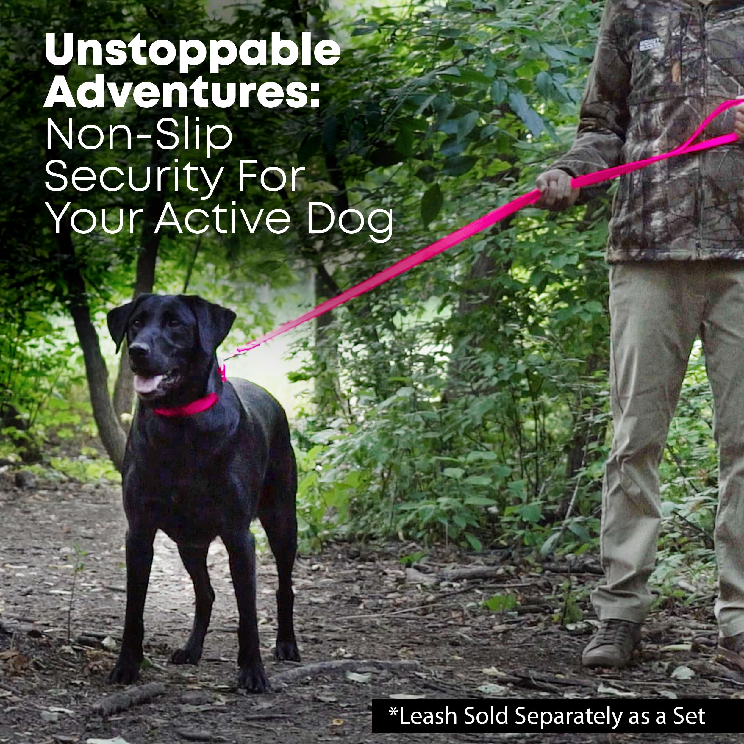 Regal Dog Products D-ring collar for easy leash and ID tag attachment.