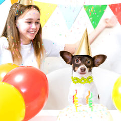 Reginary multicolor flower collars fit dogs and cats for fun looks.