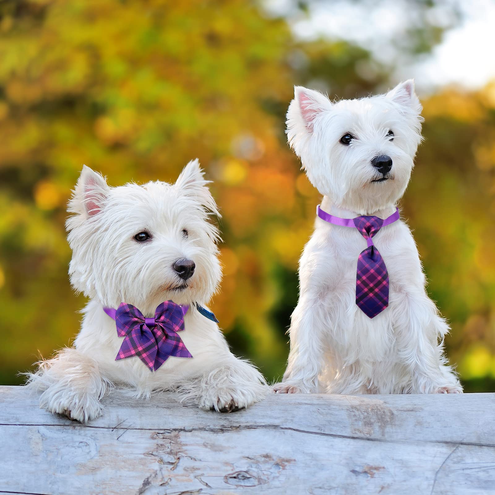 Reginary pet accessory suitable for parties, photos, and travel
