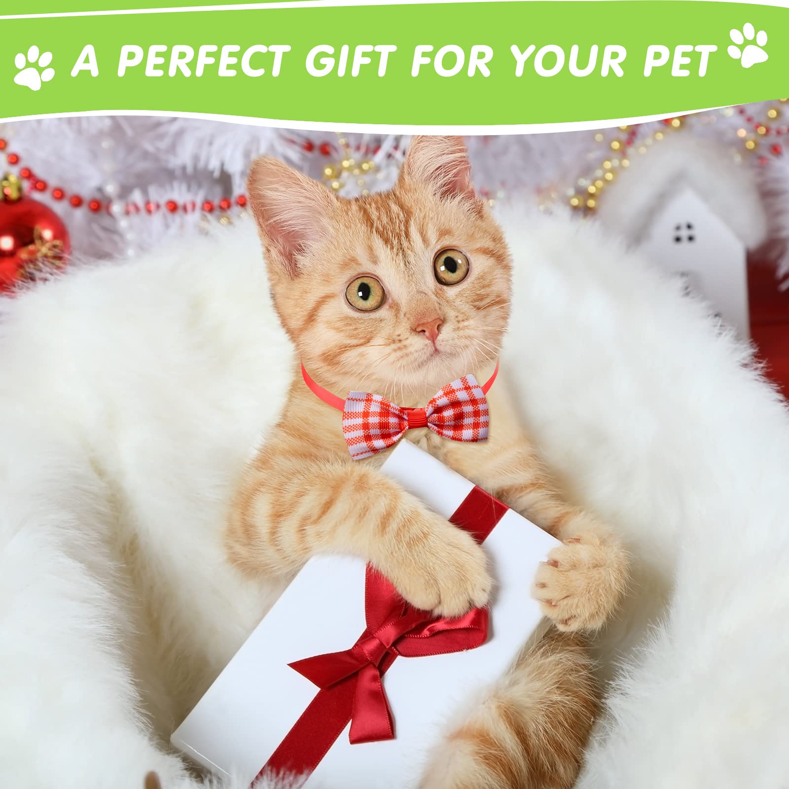 Reginary photoshoot ready accessories enhance pet portraits