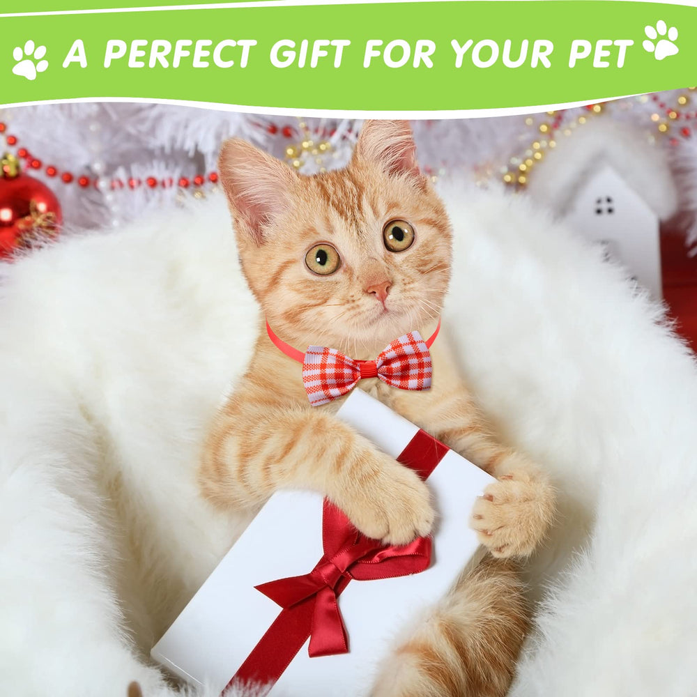 Reginary photoshoot ready accessories enhance pet portraits