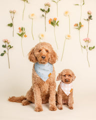 Remyroo adjustable bandana sizing shows small to XL fits for wide breeds.