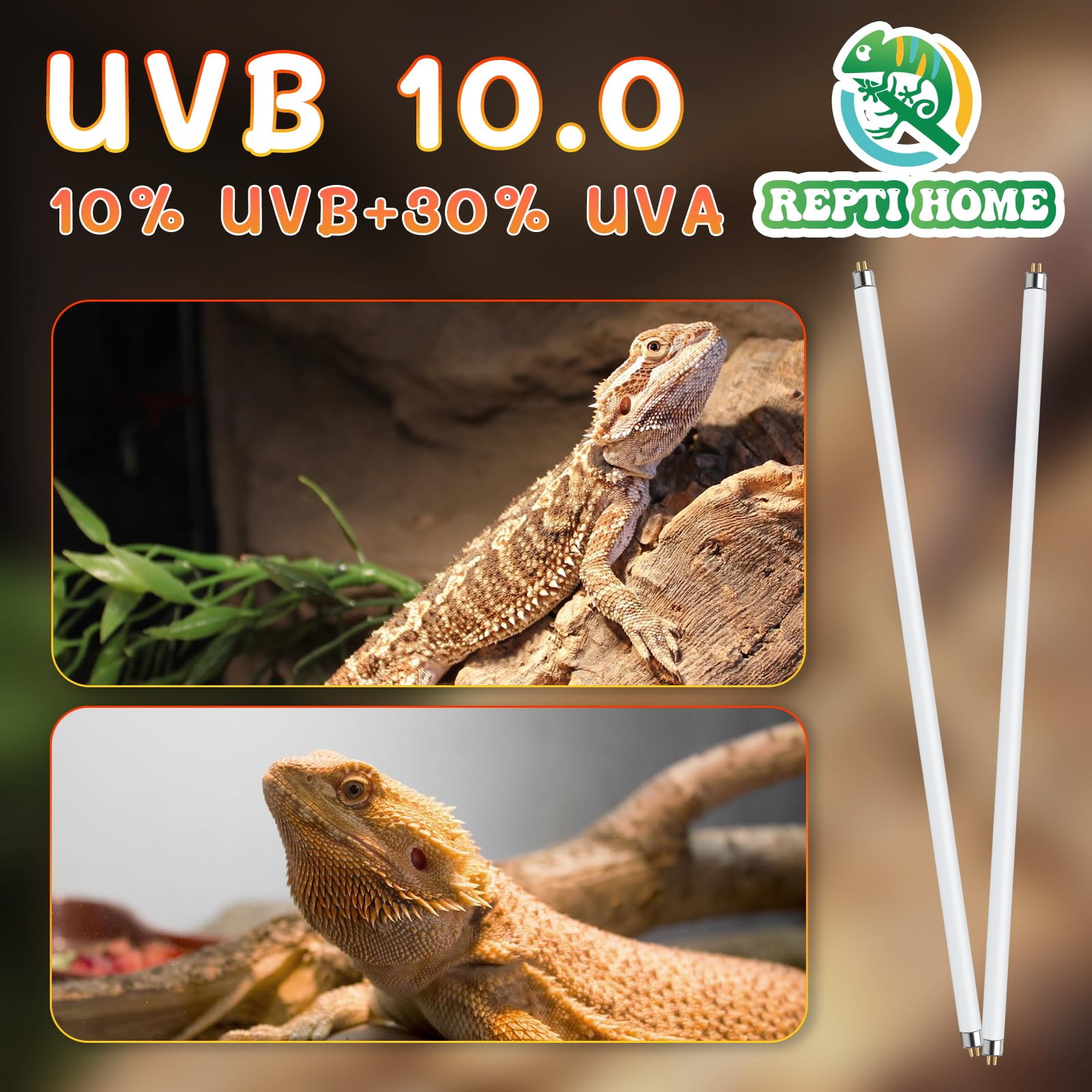 REPTI HOME bearded dragon UVB light supports daytime activity.