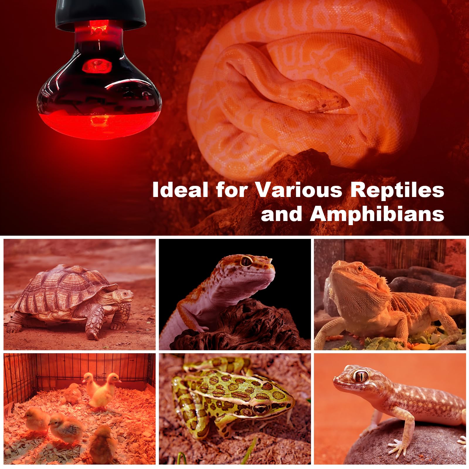 REPTI MATE infrared lamp with 4-stage QA and 6-month replacement promise.