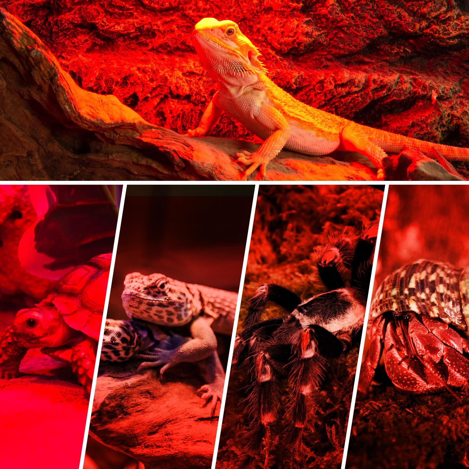 REPTI ZOO low-energy 50W design minimizes electricity use in habitats.
