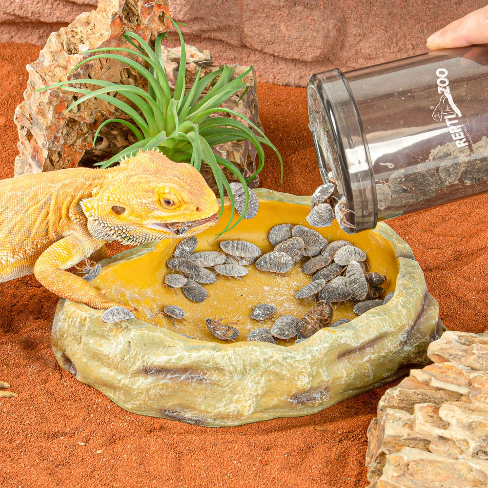 REPTI ZOO versatile device suitable for bearded dragons, geckos, and chameleons