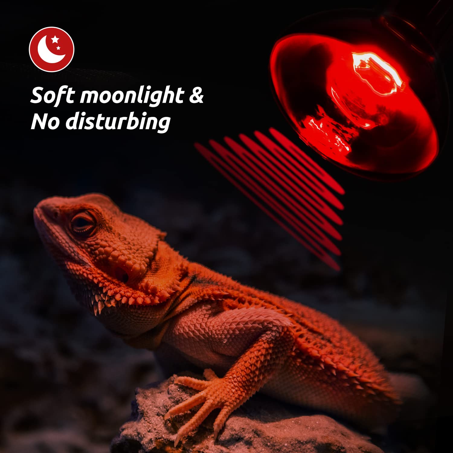 REPTI ZOO night observation setup enables nocturnal activity viewing