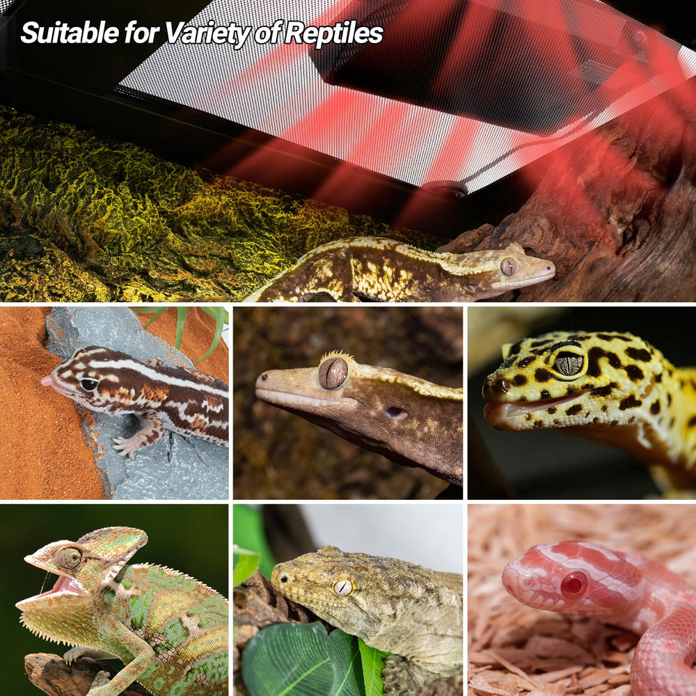 REPTI ZOO after sales support for pet owners using the heat panel
