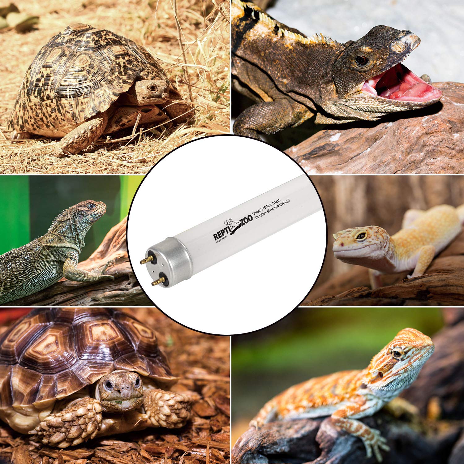 REPTI ZOO T8 UVB tube basking scene illustrating daytime activity support.