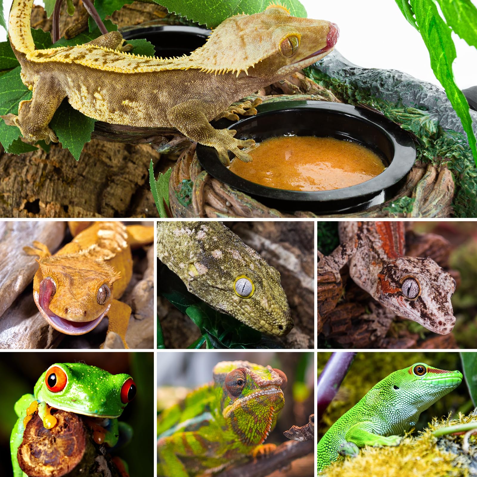 REPTI ZOO terrarium accessory promotes comfortable feeding for various species.