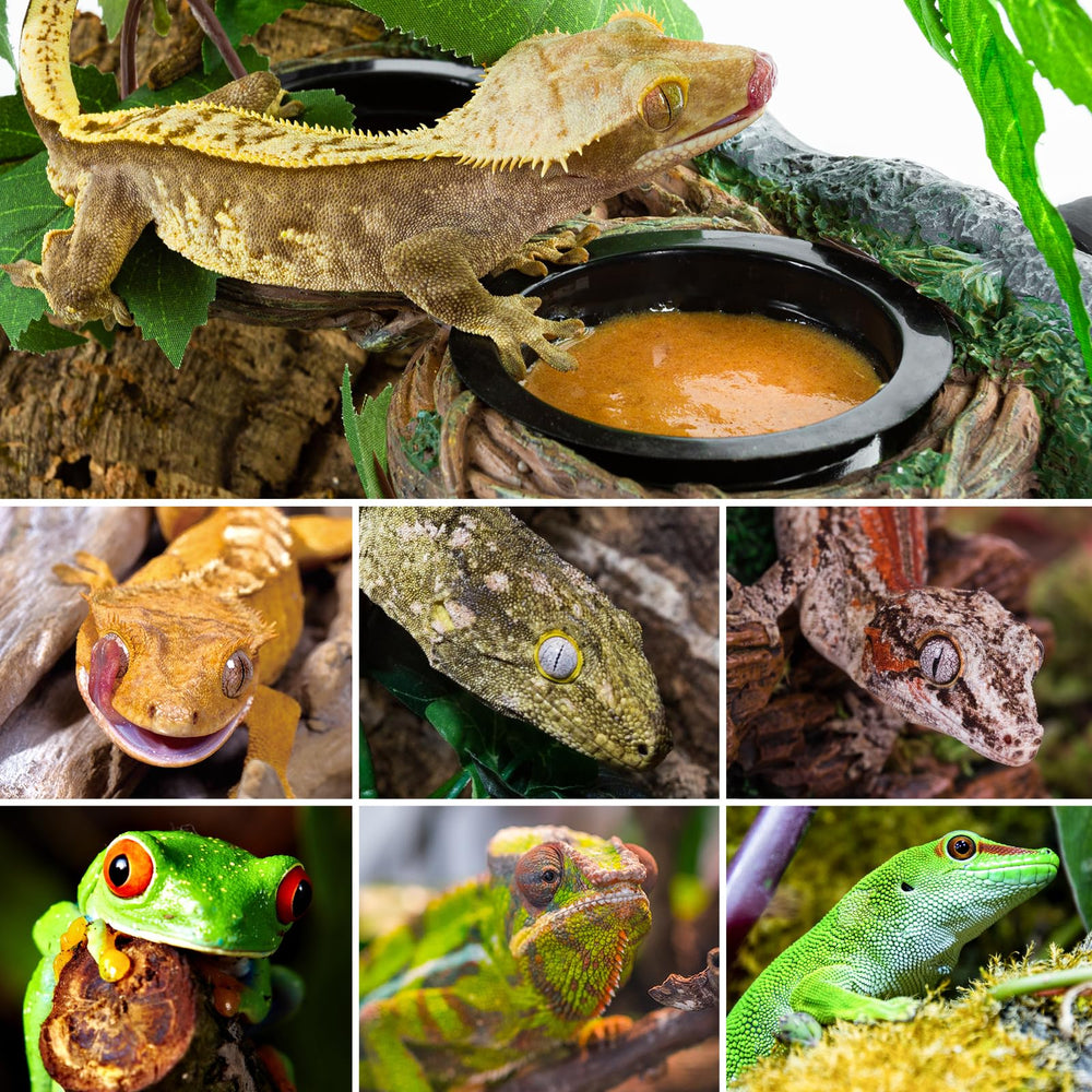 REPTI ZOO terrarium accessory promotes comfortable feeding for various species.