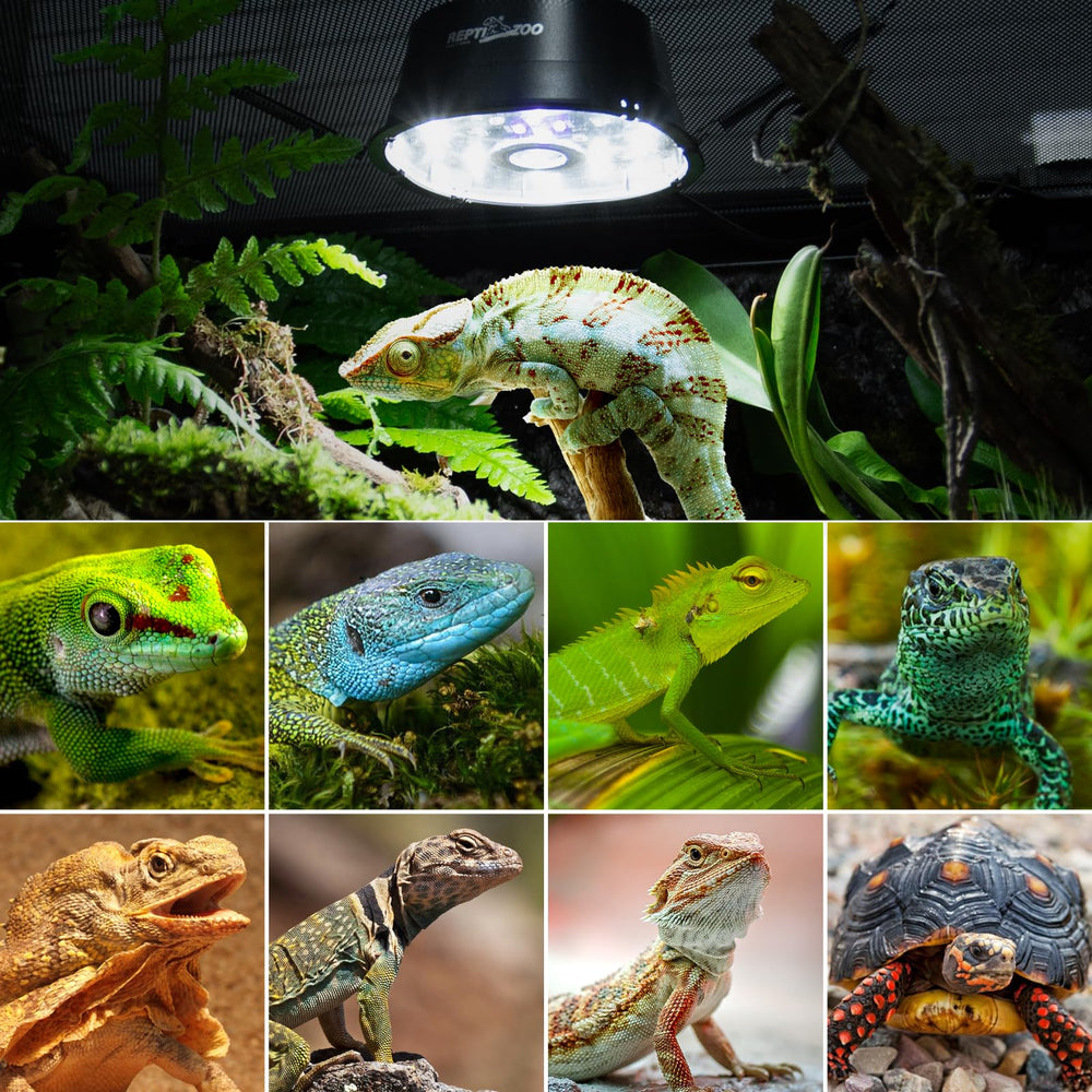REPTI ZOO UVB light for bearded dragon use in enclosures