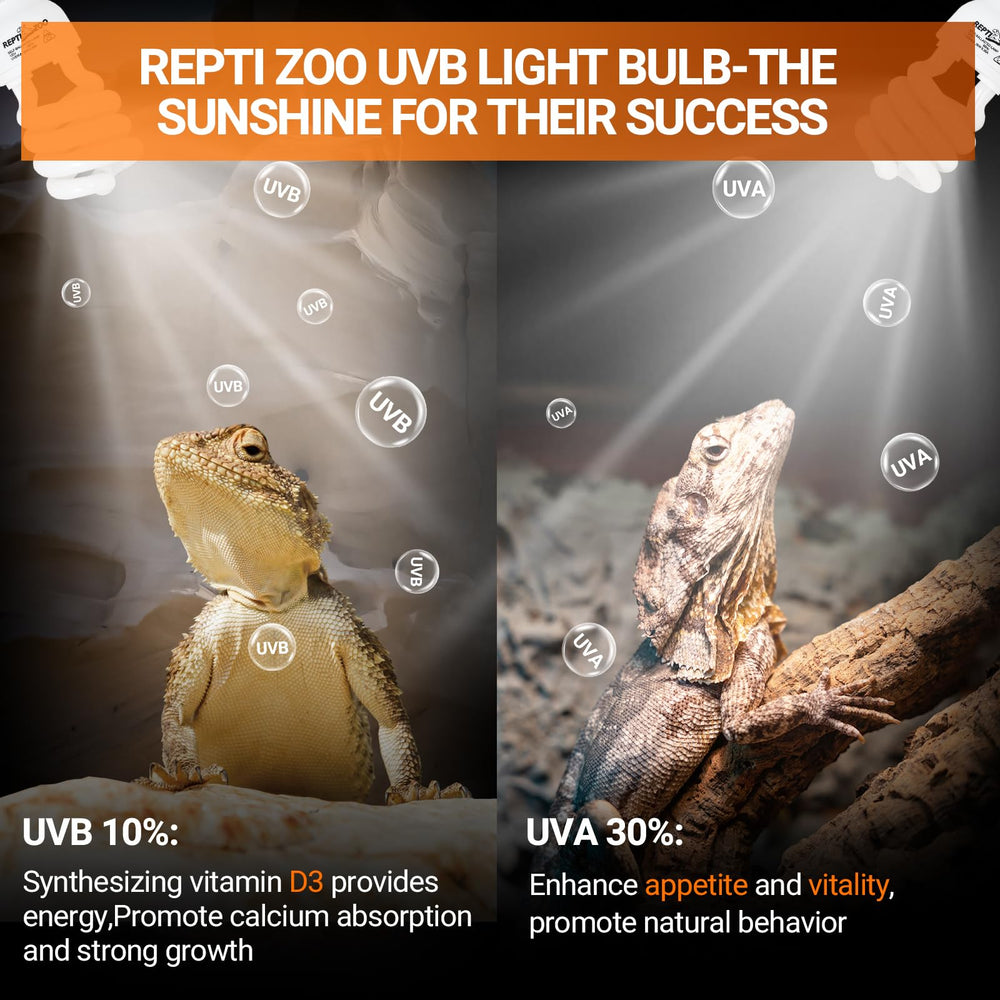 Bearded dragons bask under bright, flicker-free REPTI ZOO UVB lighting.