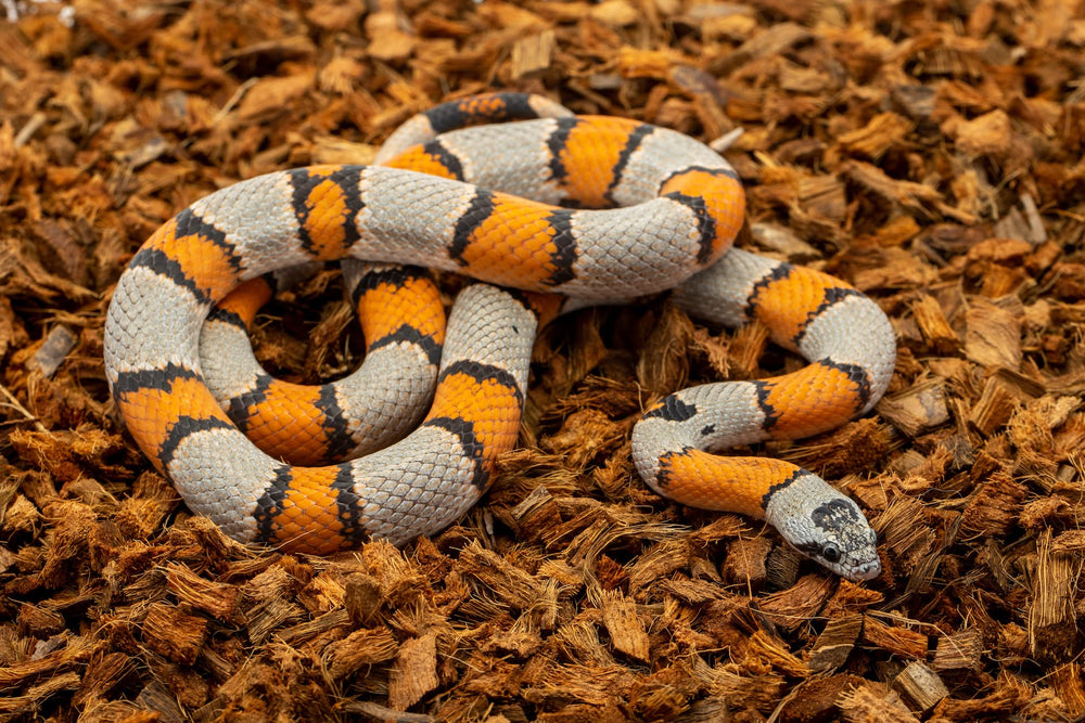 ReptiChip substrate in ball python tank setup for habitat comfort.