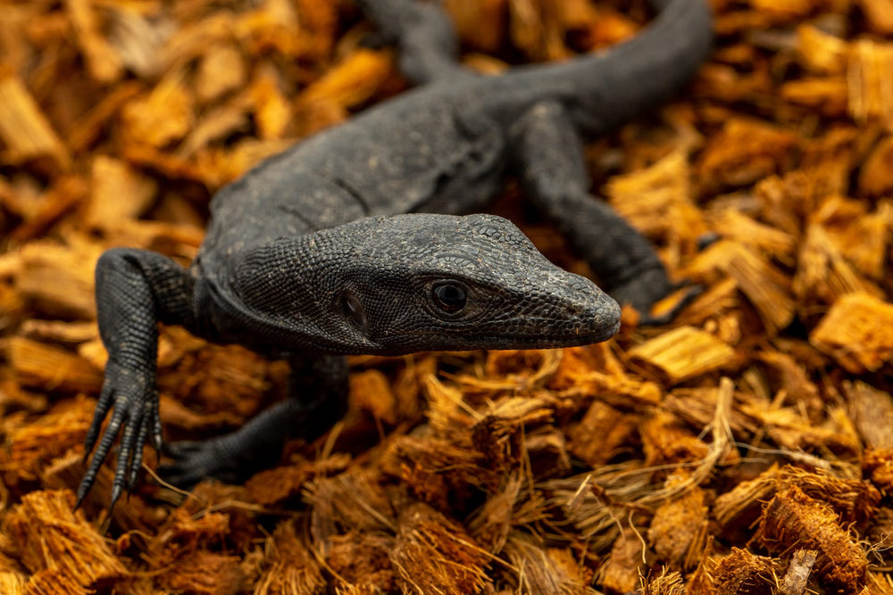 ReptiChip eco-friendly coconut bedding supporting sustainable reptile care.