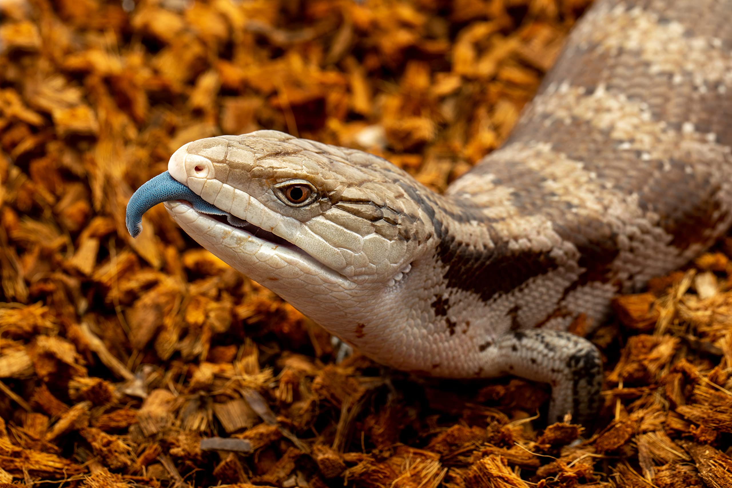 Ready-to-use ReptiChip bedding for arid to tropical setups in terrariums.
