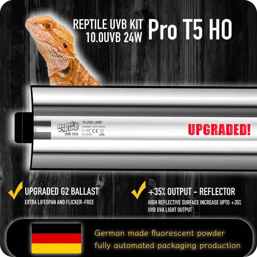 ReptiKing Bearded Dragon UVB basking area with 10.0 UVB.