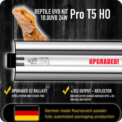 ReptiKing Bearded Dragon UVB basking area with 10.0 UVB.