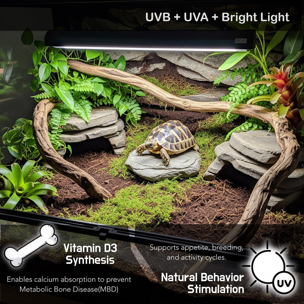 ReptiKing desert-dwelling reptile light setup ensuring UVB coverage.