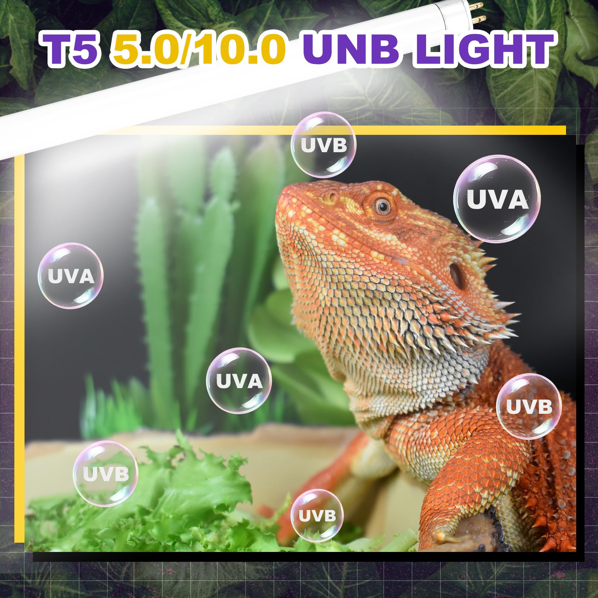Bearded dragon basking under Reptispa UVB light.