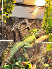 Reptispa carbon fiber filament bulb delivers reliable heat for reptile habitats.