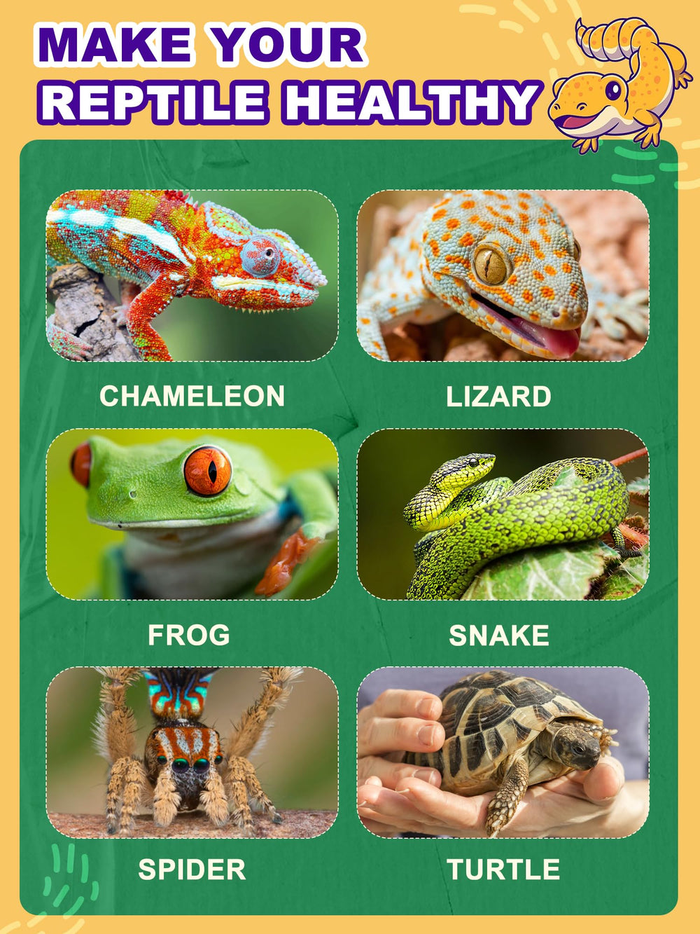 Reptispa terrarium warmth source suitable for a variety of reptiles and amphibians.