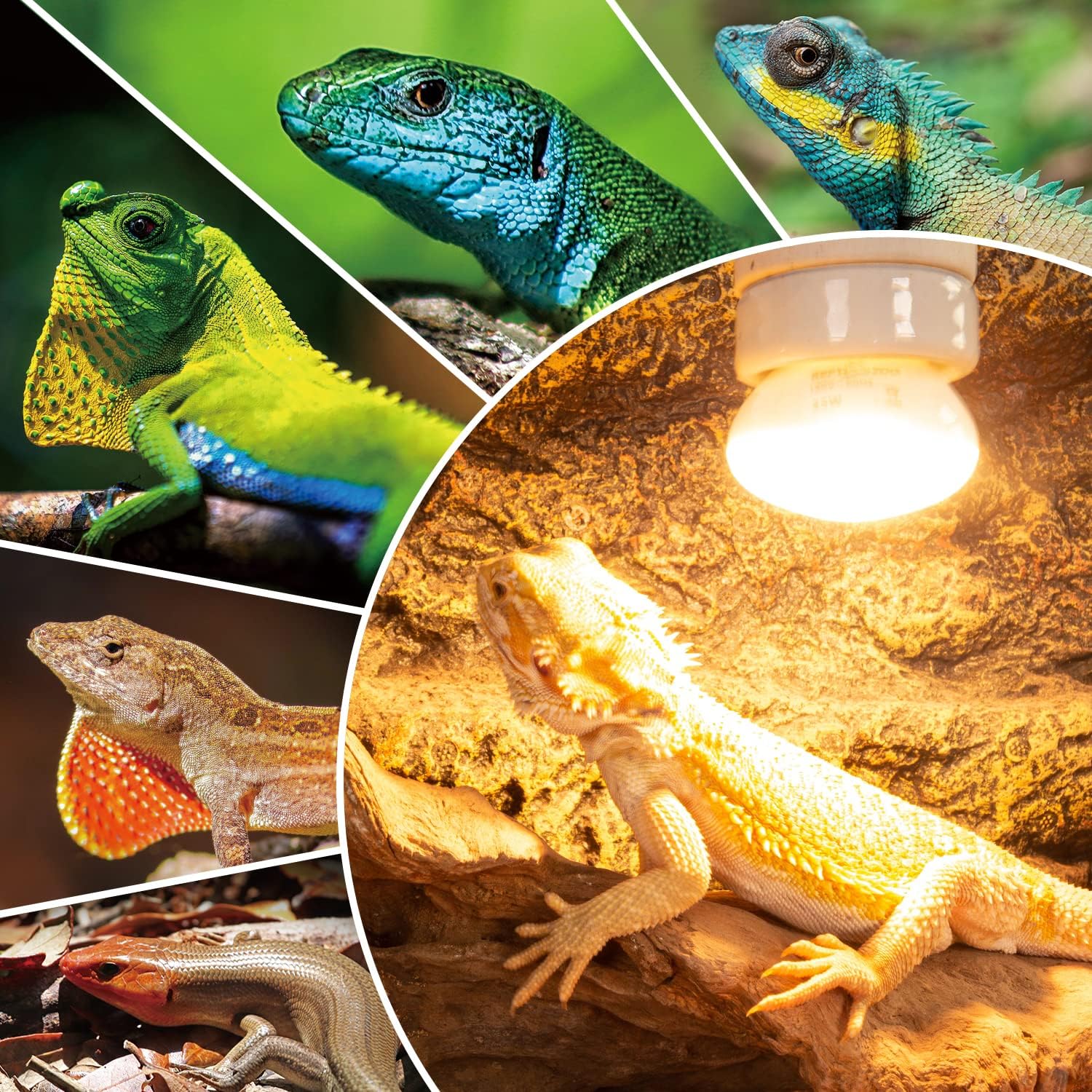REPTI ZOO gecko enclosure light enhances daytime exposure.
