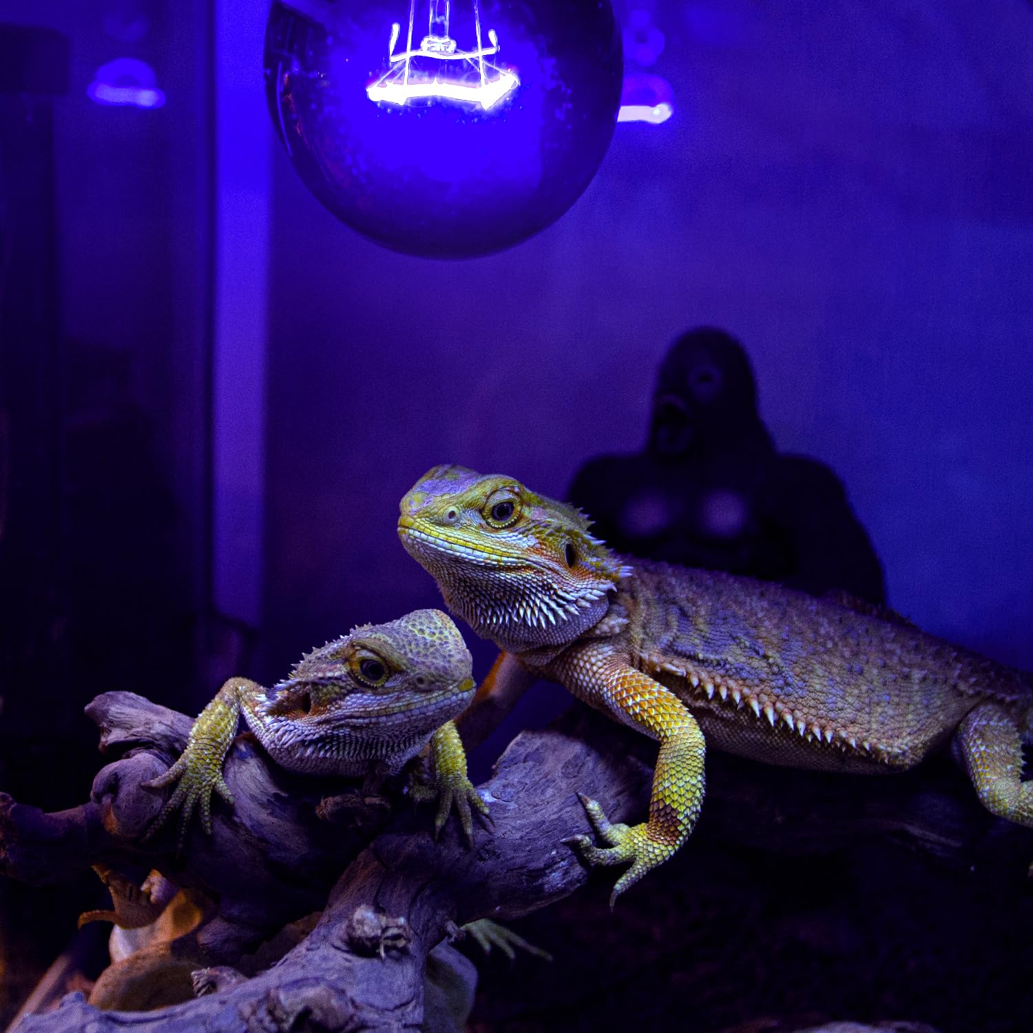 REPTIZOO package includes two bulbs for quick setup.