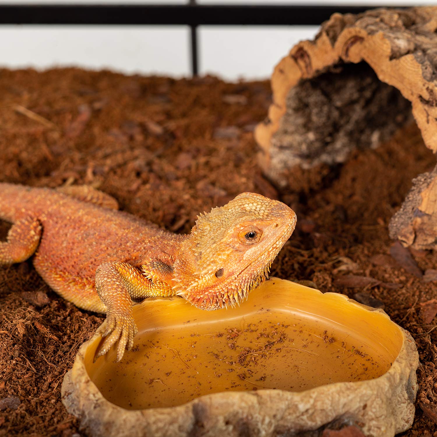 REPTIZOO 12-month assurance and fast support for buyers.