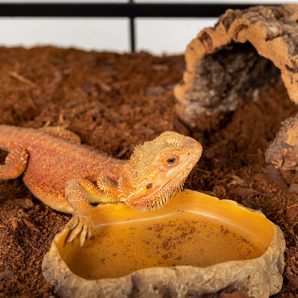 REPTIZOO 12-month assurance and fast support for buyers.
