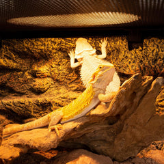 REPTI ZOO UVA full spectrum lamp offers consistent daytime warmth.