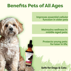 Pouring RestoraPet Bacon Liquid Multivitamin shows easy daily dosing for pets.