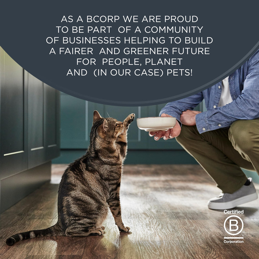 Reveal cat enjoys mealtime with savory, natural flavors and simple ingredients