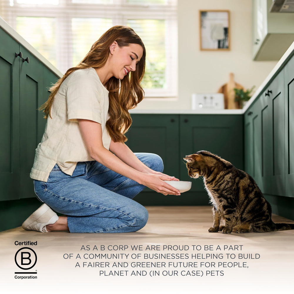 Reveal dry cat food no artificial preservatives label signals clean ingredients.